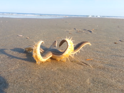 La increíble caminata de una estrella de mar en su regreso al océano
