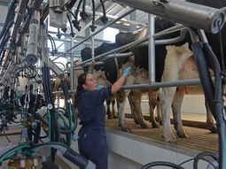 Las exportaciones de lácteos uruguayos a Brasil aumentaron un 50%. Las exportaciones de lácteos uruguayos a Brasil aumentaron un 50%.