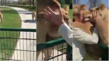El video de la mujer que crió a dos leonas y las fue a visitar siete años después era mentira El video de la mujer que crió a dos leonas y las fue a visitar siete años después era mentira