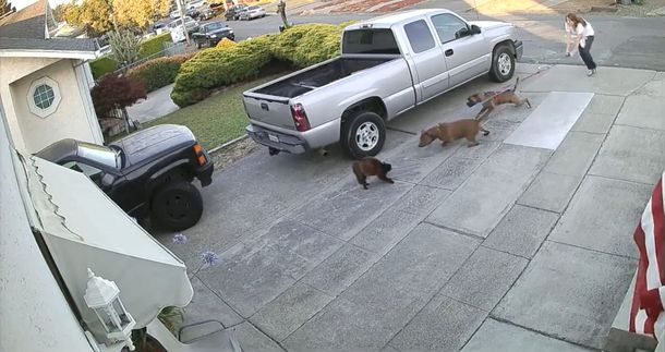 Un gato es atacado brutalmente por dos pitbulls