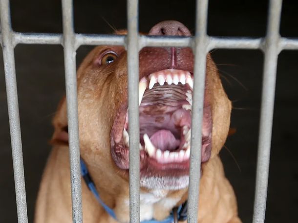 Perro de raza pitbull (Imagen ilustrativa) Perro de raza pitbull (Imagen ilustrativa)