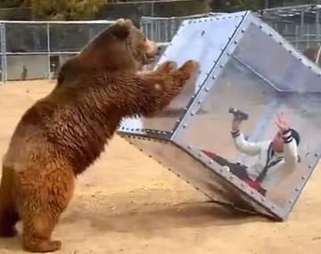 Se metió en una caja y casi la mata un oso