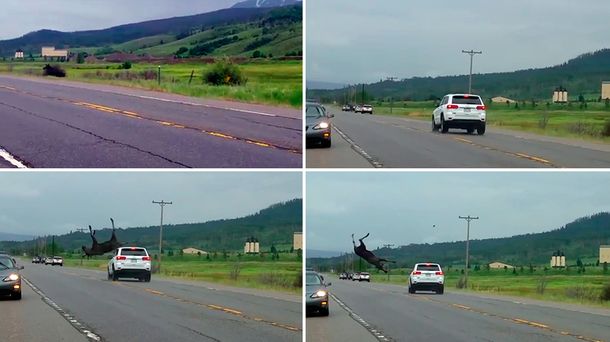 Impresionante choque: un conductor embistió un alce y lo hizo volar por el aire