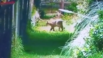 alerta en escobar por la presencia de un puma en la zona del country nautico alerta en escobar por la presencia de un puma en la zona del country nautico