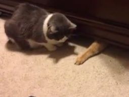 Así un gato engaña a otro con la comida