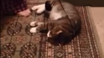 un vago: el gato que se hace el muerto para no ir a caminar un vago: el gato que se hace el muerto para no ir a caminar