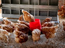 El 35% del pollo que se consume en Uruguay proviene de Brasil. El 35% del pollo que se consume en Uruguay proviene de Brasil.