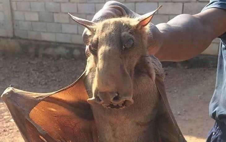 Se viralizó la foto de un murciélago gigante