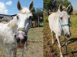 conmovedor: mira como se recuperan los caballos rescatados de los carritos conmovedor: mira como se recuperan los caballos rescatados de los carritos