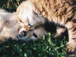 Ola de calor: cómo cuidar a perros y gatos de las altas temperaturas