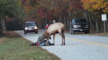 un fotografo pasa un mal momento por fotografiar a un alce un fotografo pasa un mal momento por fotografiar a un alce