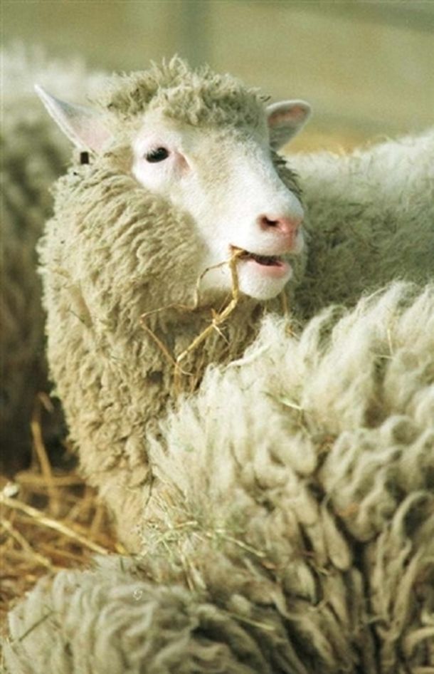 Dolly2_afp