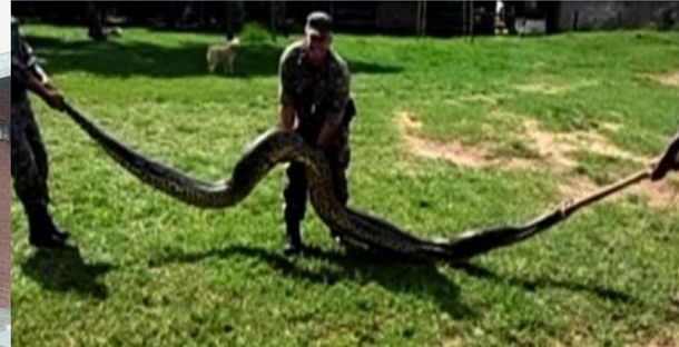 En Brasil capturaron a una anaconda de 7 metros que se comía gallinas y cerdos