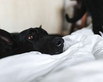 Una cara conocida, eso es todo lo que piden ver las mascotas antes de morir