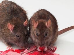 prohiben el uso y la venta de raticidas y otros venenos en todo el pais prohiben el uso y la venta de raticidas y otros venenos en todo el pais