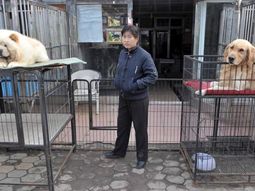 China: buscan prohibir la carne de perro tras el coronavirus
