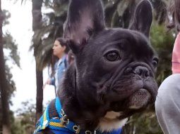Devuelven al bulldog francés que robaron en Almagro y vendieron en la Villa 31