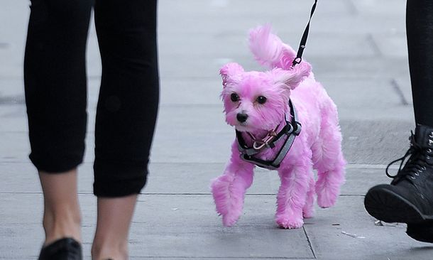 Paseó a su perro teñido de rosa y generó polémica