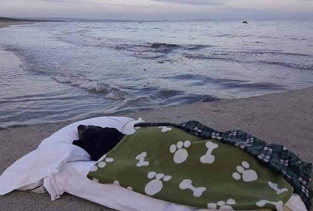 Llevó a su perrita a ver el mar por última vez y conmovió