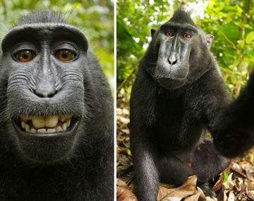 Fotógrafo pierde los derechos sobre su obra porque es la selfie de un mono