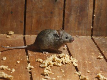 Hantavirus: murió una mujer en Chubut y es el segundo caso en una semana