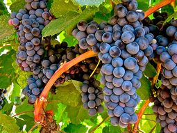 El Instituto Nacional de Vitivinicultura (Inavi) ejecutará el Programa Nacional de Vitivinicultura Sostenible. El Instituto Nacional de Vitivinicultura (Inavi) ejecutará el Programa Nacional de Vitivinicultura Sostenible.