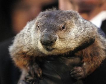 Piden pena de muerte para la marmota que erró un pronóstico