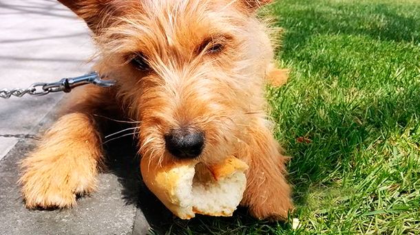 Una especialista asegura que los perros pueden comer pan