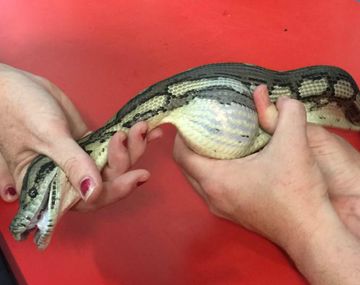 Una serpiente se tragó una pelota de tenis