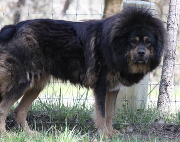 Los mastines tibetanos tienen en vilo a la pareja de al lado