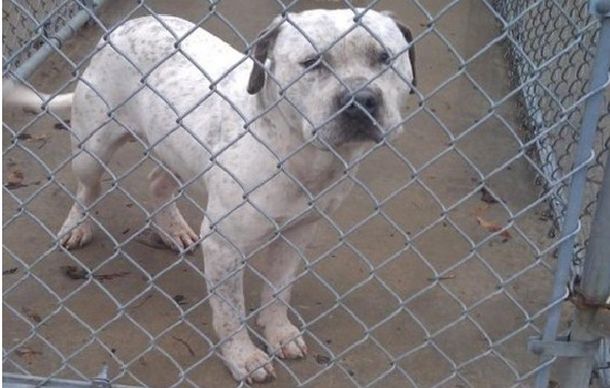 Abandonó a su perro porque creyó que era gay