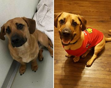 El impresionante antes y después de estos perros que fueron adoptados