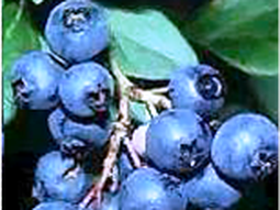 Arandanos
