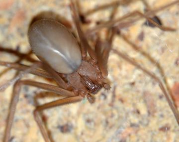 Loxosceles se llama la especie de araña conocida como del rincón