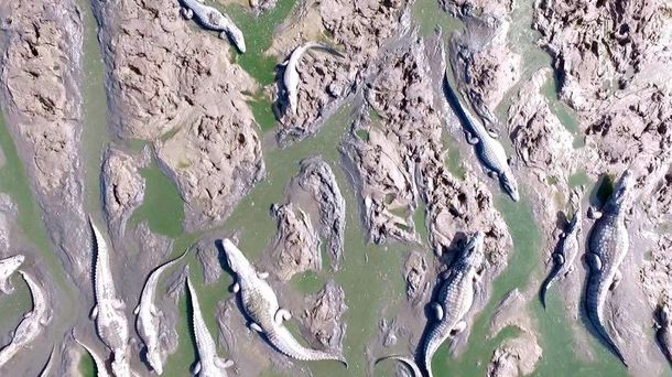 Cruzada de hacendados y menonitas para salvar a los caimanes del río Pilcomayo