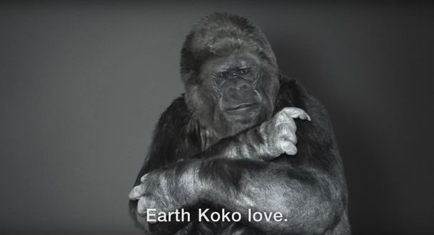 Cambio climático: mirá el mensaje de un gorila a los seres humanos