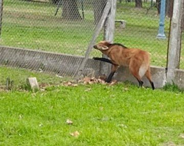 El momento en que rescataron un aguará guazú en Santa Fe