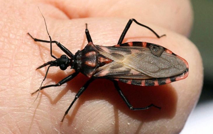 Avance argentino contra chagas
