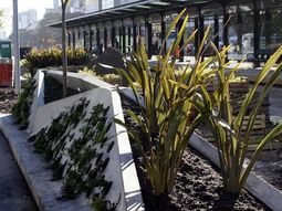 tras la polemica, plantaron arboles nuevos en la 9 de julio tras la polemica, plantaron arboles nuevos en la 9 de julio