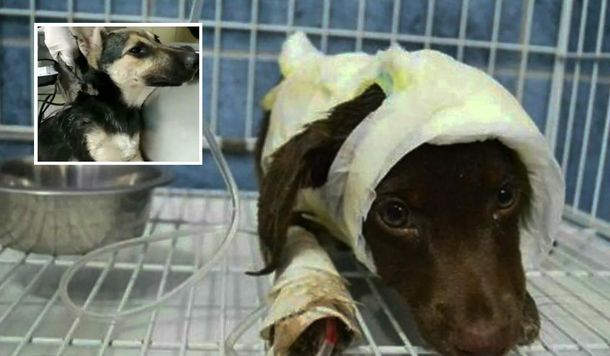Maltrato animal: despellejaron a una cachorra como hicieron con Chocolate