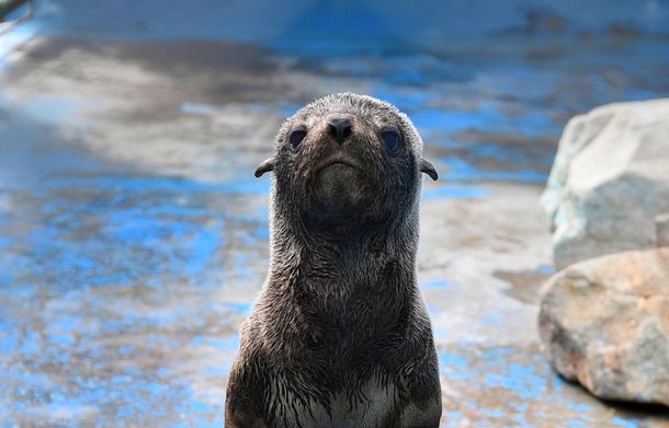 Volvieron al mar dos lobos marinos que tuvieron que ser relocalizados