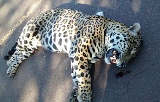 Foto: Prensa Ministerio de Ecología