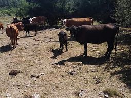 Los estragos de la sequía siguen repercutiendo en la proliferación de nuevas enfermedades entre el ganado bovino. Los estragos de la sequía siguen repercutiendo en la proliferación de nuevas enfermedades entre el ganado bovino.