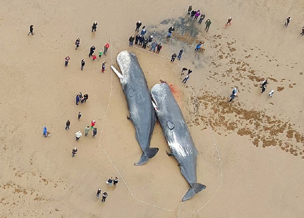 Cuatro ballenas de 500 toneladas aparecieron muertas en la costa inglesa
