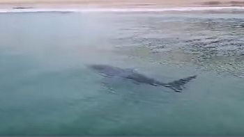 cierran una playa en espana por el ataque de un tiburon cierran una playa en espana por el ataque de un tiburon