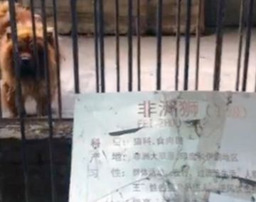 Cerraron el zoológico chino que disfrazaba perros de leones