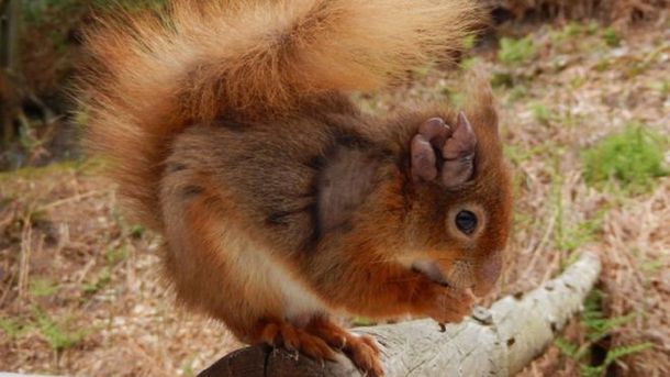 Ardilla roja con lepra en Gran Bretaña - Crédito:&nbsp;Dorset Wildlife Trust