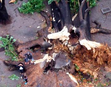 La tormenta derrumbó el ombú de La Plata (Foto: Sebastián Casali)