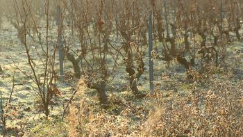 La sequía destruyó el 30% de la producción vitivinícola. La sequía destruyó el 30% de la producción vitivinícola.