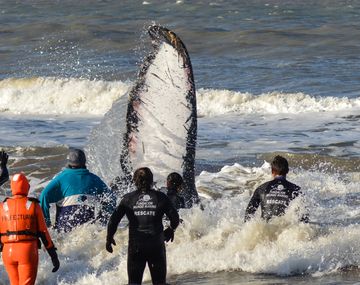 (Foto: Fundación Mundo Marino)